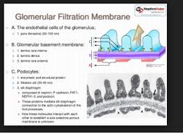 Proteinuria And Glomerular Disease