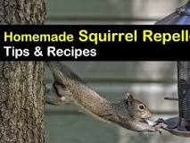 does-dish-soap-repel-squirrels