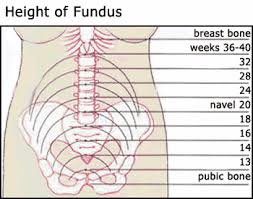 Fundus Location During Preganancy Height Of Fundus Chart