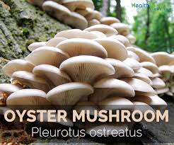 oyster mushroom facts health benefits