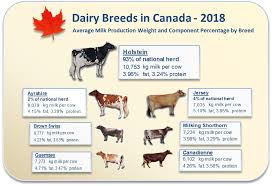 Average Milk Production By Breed Milk Recording Canadian