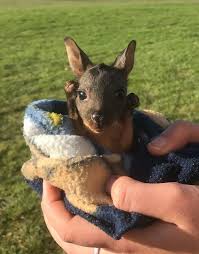 orphaned baby kangaroos and wombats