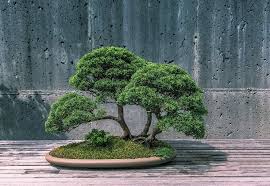 Where To Find The Best Bonsai Trees For