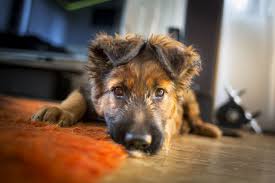 Best Dog Food For German Shepherd Puppies Healthy Tasty