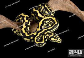 jungle carpet python cheynei sub