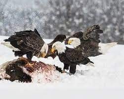 threats to the long lived bald eagle