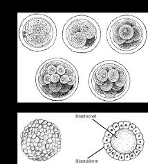 Animal Development I Fertilization Cleavage Biology 1520