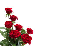 red and white roses images browse 1
