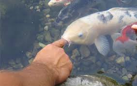 However, it's not feasible for an owner to house and care for so many fish. How Many Fish Will Fit In A Backyard Pond Per Gallon