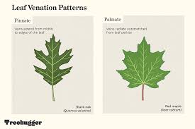 identify a tree by leaf shape margin