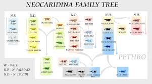 Neocaridina Shrimp Color Chart Pet Shrimp Freshwater
