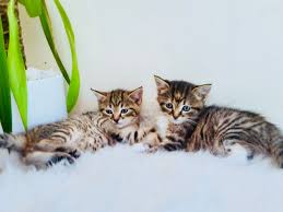 Bengal kittens in cats & kittens for sale. Enchanting Siberian Forest X Bengal Hypoallergenic Kittens For Sale Mixed Breed For Sale Near Me In London Mypetzilla Uk