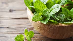 Its subtle sweetness makes spearmint perfect for pairing with savory flavors. Traditional Plant Water Mint Alkmene