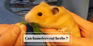 safe and unsafe herbs for hamsters