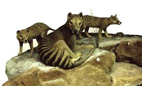 However, a number of recent sightings have reignited the discussion about the animals continued existence on the australian mainland. The Thylacine We Extinguished It All You Need Is Biology