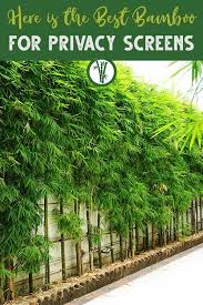 Or mix evergreen trees with evergreen shrubs, like in the photo here, if you have the space to create a wide privacy screen. Here Is The Best Bamboo For Privacy Screens Bamboo Plants Hq Outdoor Gardens Design Privacy Landscaping Privacy Screen Plants