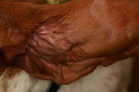ear aural hematoma drainage in dogs