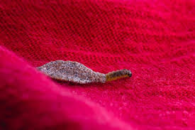 Premium Photo Wall Moth Larvae Found