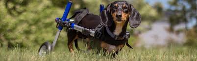 wheels4dogs dog wheelchairs pet