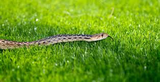 keeping snakes away from your home and