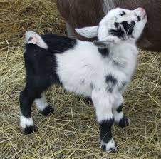 View pygmy goats for sale in the uk. Pigmy Goats Fox Newsedge Pigmy Goats Goats Baby Goats Pygmy