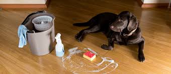 protect wood floors from dog urine