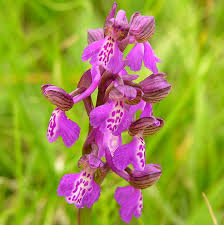 Anacamptis morio (L.) RM Bateman, Pridgeon & MW Chase