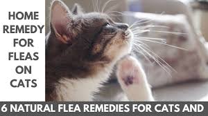 natural flea remes for cats and dogs