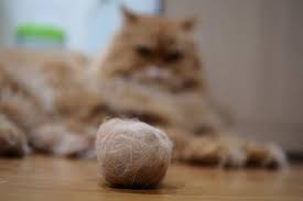 my cat has never had a hairball is