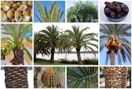 8 Diffe Types Of Date Palms Their