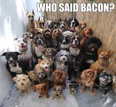 Image result for dogs and bacon