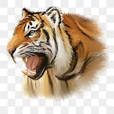 tiger png transpa images free