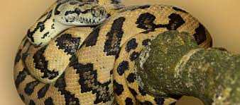 the beautiful jungle carpet python