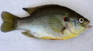 Image result for sun perch