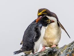 Penguins are one of the only animals on the planet that do that, like humans. Fascinating Facts About Penguins