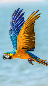 parrot iphone wallpapers wallpaper cave