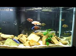 Beginners Guide To Identifying African Cichlids