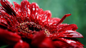 chrysantemum red flowers hd wallpapers