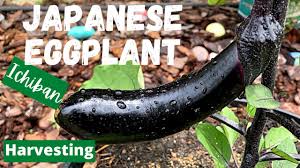 how to grow anese eggplant for a