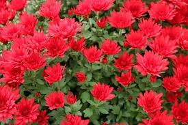 15 Stunning Red Flowering Shrubs