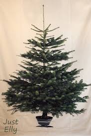 the best christmas tree when you live