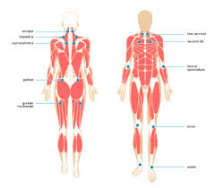 For more anatomy content please follow us and visit our website: Myofascial Pain Treatment Symptoms Causes And More
