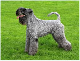 They possess a typical terrier personality though and require daily. Believe In Your Kerry Blue Terrier Skills But Never Stop Improving Dog Breed