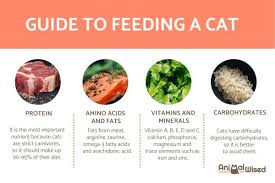 what to do cats eat food guide for