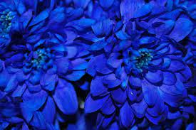 Send flowers today for low prices! Real Blue Flowers Art Print By Riad Art