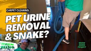 heavy urine odor removal from carpets