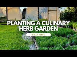 How To Plant And Grow Your Own Culinary