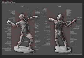147 99 Human Anatomy Ecorche Male Model