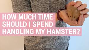 should i spend handling my hamster