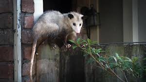 how to get rid of possums without